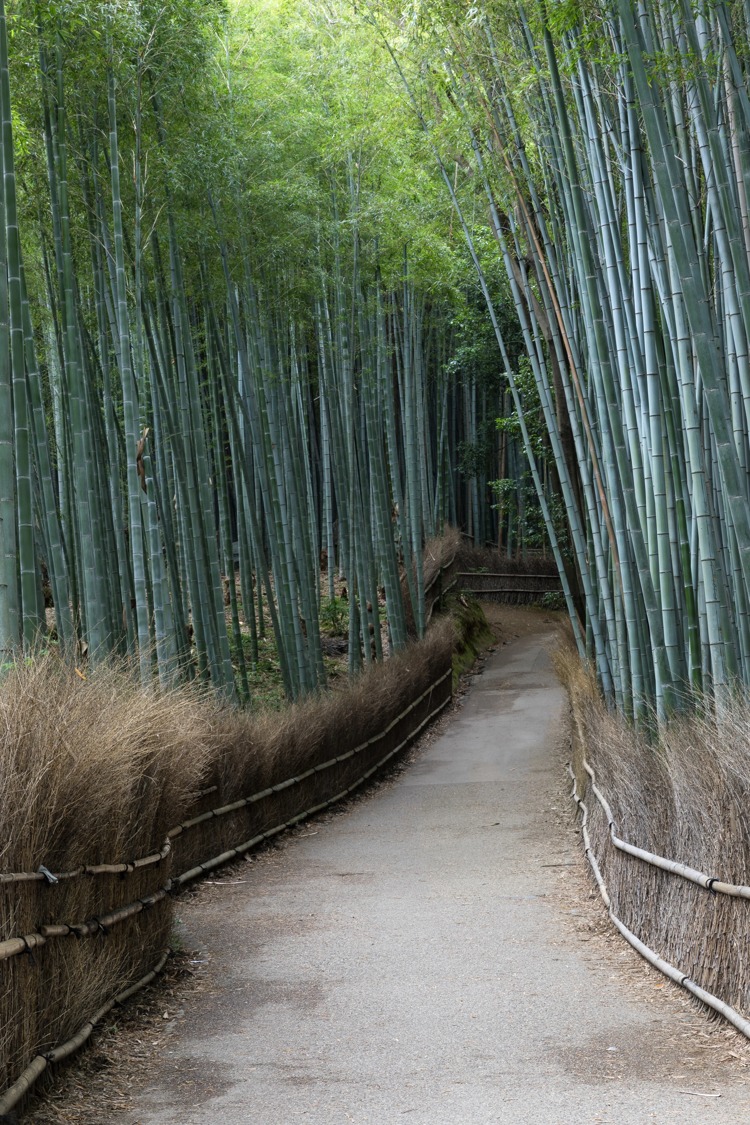 A quiet path through Arashiyama’s towering bamboo grove